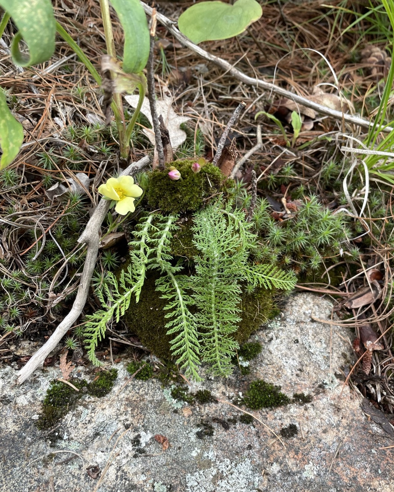 This is a little moss fairy I made on a cottage trip last summer, isn't nature beautiful? The next generations deserve to experience this too.